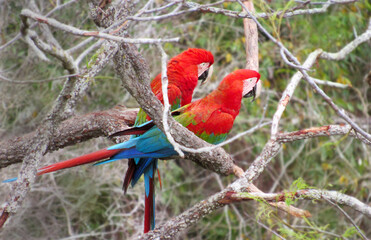 Araras vermelhas em galho de árvore no Buraco das Araras Mato Grosso Bonito