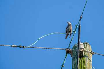 Starling on a Wire in a Very Bright Light Reflecting off its Spots