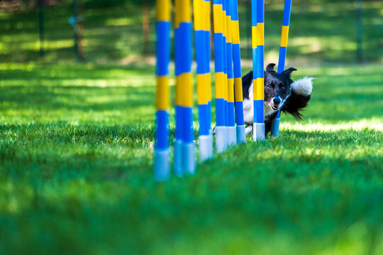 "Slalom Bilder – Durchsuchen 17,599 Archivfotos, Vektorgrafiken und ...