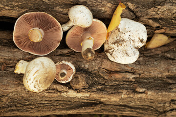 poisonous mushrooms lie on the bark of a tree. dangerous food. mushroom growing. warm light. The...