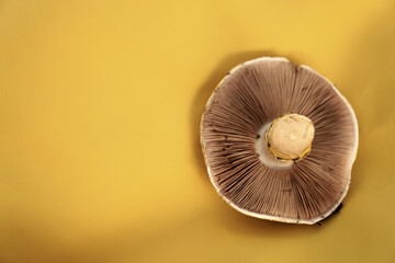 poisonous mushroom on a yellow background. dangerous food. mushroom growing. The yellow-stainer, Agaricus xanthodermus.