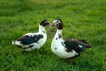 Muscovy ducks on a background of green grass. couple of ducks in the meadow.