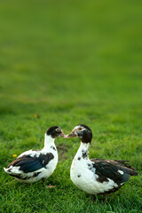 Muscovy ducks on a background of green grass. couple of ducks in the meadow.
