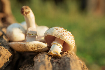 poisonous mushrooms lie on the bark of a tree. dangerous food. mushroom growing. warm light. The yellow-stainer, Agaricus xanthodermus.