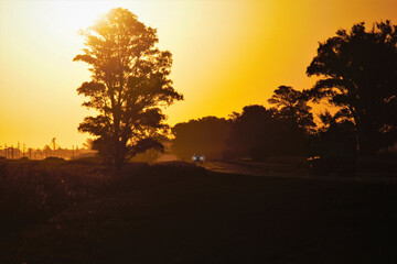 sunset in the forest