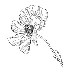 black and white line illustration of cosmos flower on a white background