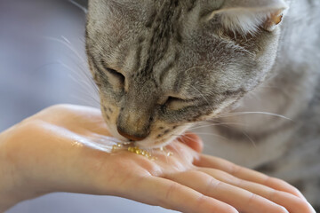 cat eat caviar from hand. close up