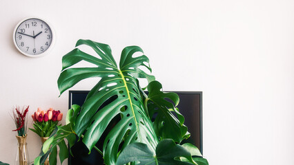 Tropical Monstera on white background	in the interior of the house