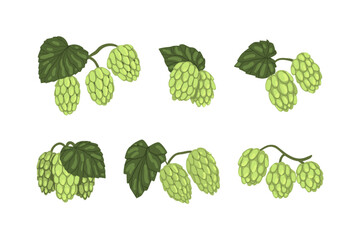 Fresh green hop plants with cones and leaves. Natural malt ingredient for beer alcohol drink production vector illustration