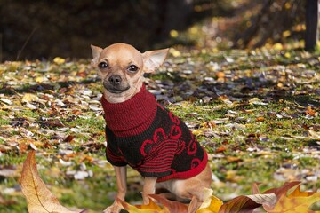 Happy domestic dog walking in autumn park
