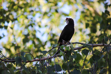 Common blackbird (Turdus merula) holding worms in his beak, perched on birch tree, Gdansk, Poland