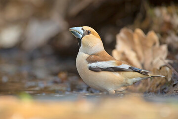 Grubodziób, pestkojad, grabołusk (Coccothraustes coccothraustes)