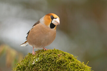 Grubodziób, pestkojad, grabołusk (Coccothraustes coccothraustes)