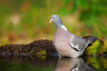 Grzywacz (Columba palumbus) 