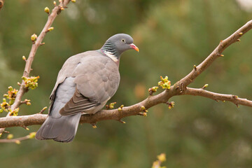 Grzywacz (Columba palumbus) 