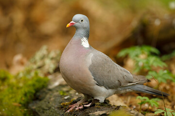 Grzywacz (Columba palumbus) 