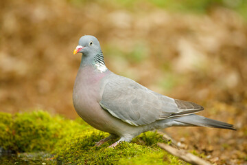 Grzywacz (Columba palumbus) 