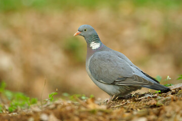 Grzywacz (Columba palumbus) 