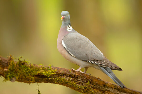 Grzywacz (Columba Palumbus) 