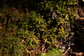 Fototapeta premium moss on the ground