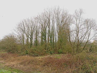 Field with reed and bare trees on a cloudy rainy autumn day in the Wallonian countryside near Mons
