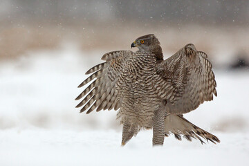Jastrząb (Acipiter gentilis)