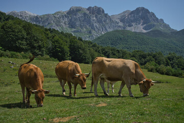 Fototapeta na wymiar Cows grazing in a natural environment