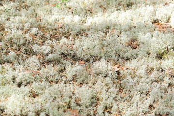 Reindeer moss in the forest. White moss in the northern forest. Moss sphagnum