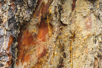 Wood resin coming out of wood. Tree sap coming out of a pine tree. Resin close-up. Extraction of...