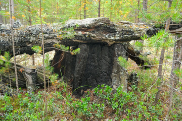 Coals after a fire in the forest. Charred tree trunks in a coniferous forest.