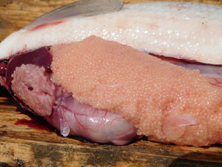 intestine of coregonus whitefish  ovary and guts
