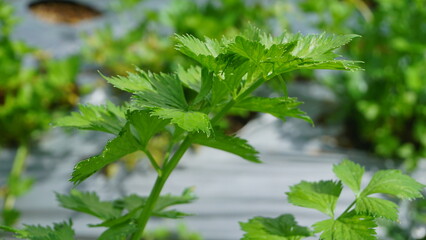 celery plants that planted on the plantation and it looks like it will be harvested soon, the leaves are green and look fresh - organic vegetable plantation