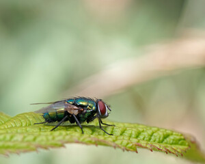 The common green bottle fly, blowfly, with brilliant green, blue and golden metallic coloration.