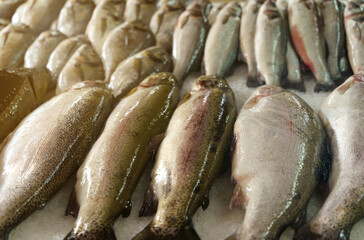 Freshly caught fish lies on the counter in the market.