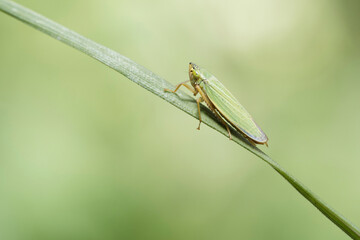 A green leafhopper on a blade of grass with a green background.