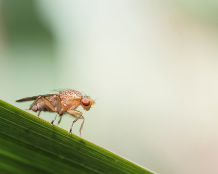 An orange marsh fly resting on a blade of grass.