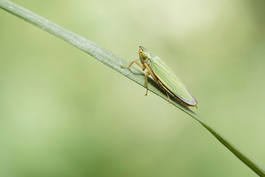 A green leafhopper on a blade of grass with a green background.
