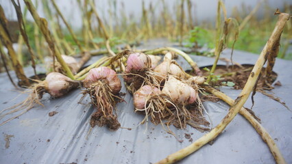 Onions that have just been harvested are placed on the ground. Plantation with covered by plastic to plant onions