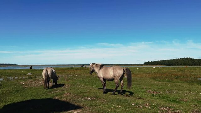 Grey Konik horse poopls in an open green field during grazing outdoors
