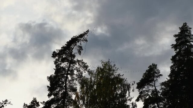 Hiding behind trees: Many birds flying in V-formation against a moody sky - Real time