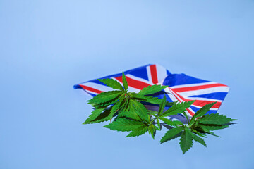 cannabis leaves and UK flag on a blue background.  marijuana legalization concept