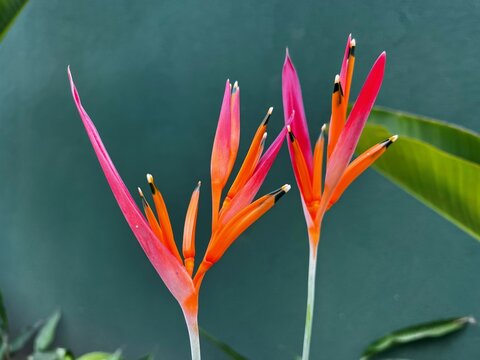 Heliconia psittacorum flowers in a tropical garden in Brazil. Heliconias are perennial herbs native to the Caribbean and South America. Goiania, Goias, Brazil 