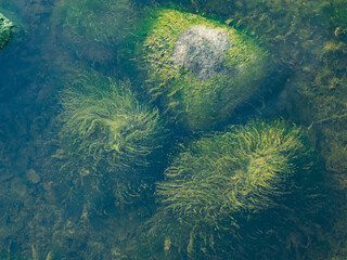 Underwater stones covered  by green algae seaweed. Calm water.
