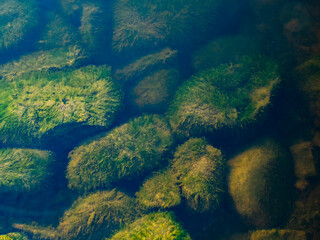 Underwater stones covered  by green algae seaweed. Calm water.