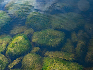 Underwater stones covered  by green algae seaweed. Calm water.