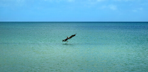 Pelican flying over the sea with wings wide, landing on the surface, Gulf of Mexico