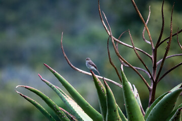 African Dusky Flycatcher posing on Cactus Branch