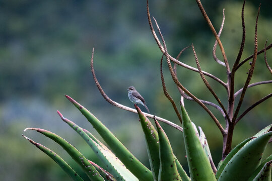 African Dusky Flycatcher Posing On Cactus Branch