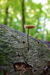 mushroom on a tree close  up