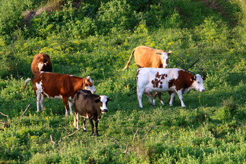 Fototapeta na wymiar A herd of cows graze in a forest clearing in northern Israel.